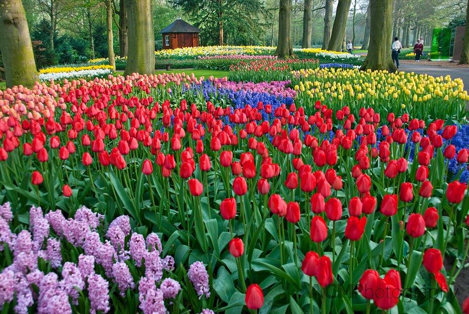 tulipes en hollande