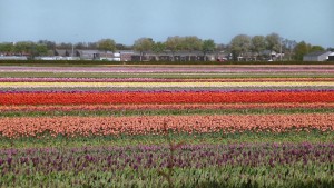 les champs de tulipes