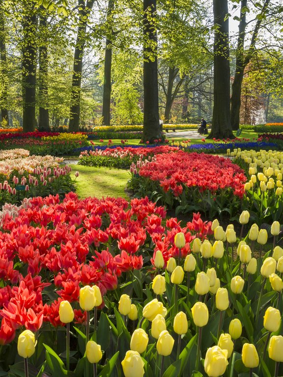 champs de tulipes hollande