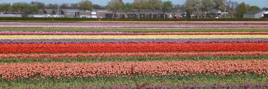 les champs de tulipes