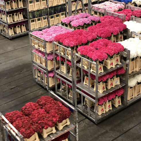 flower auction aalsmeer